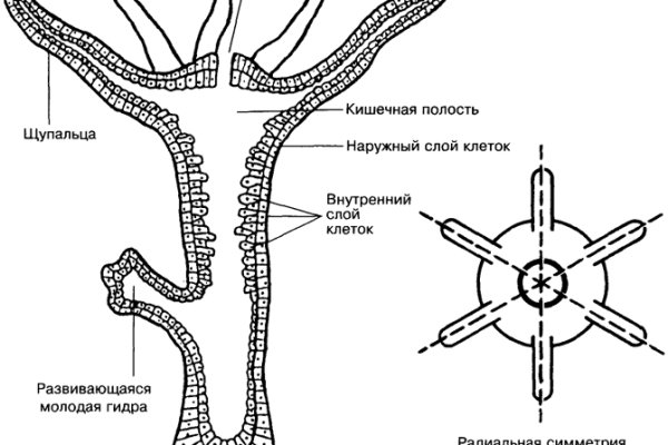 Зайти в кракен