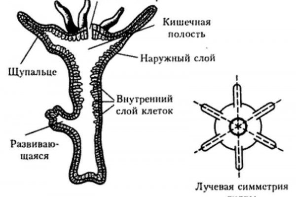Kraken dark net